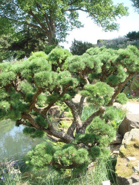 Larix kaempferi taille